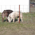 16′ Versatile Fencing Panels Heavy Duty Welded Wire Pig Fencing Panels